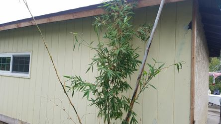 Timber BamBoo