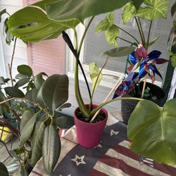 Plants 🪴 