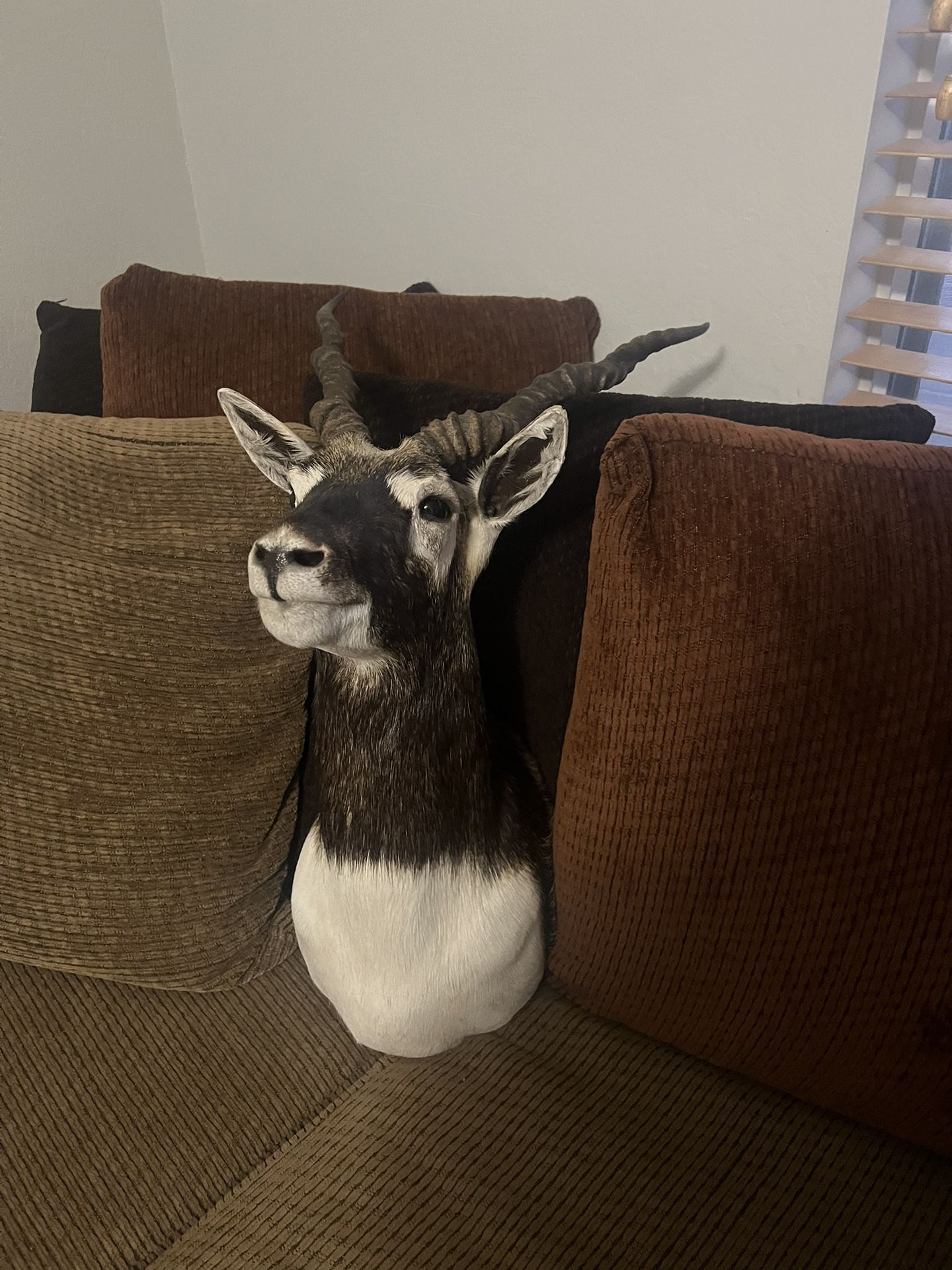 Black Buck Mount