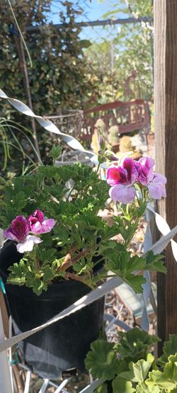 Geranium plants ☘️