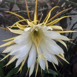 Rare cactus with white flower