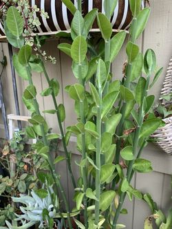 Milk Bush Plants