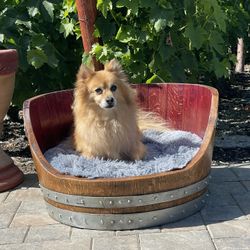 Wine Barrel Dog Bed