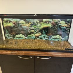 Complete 40-Gallon Aquarium Setup
