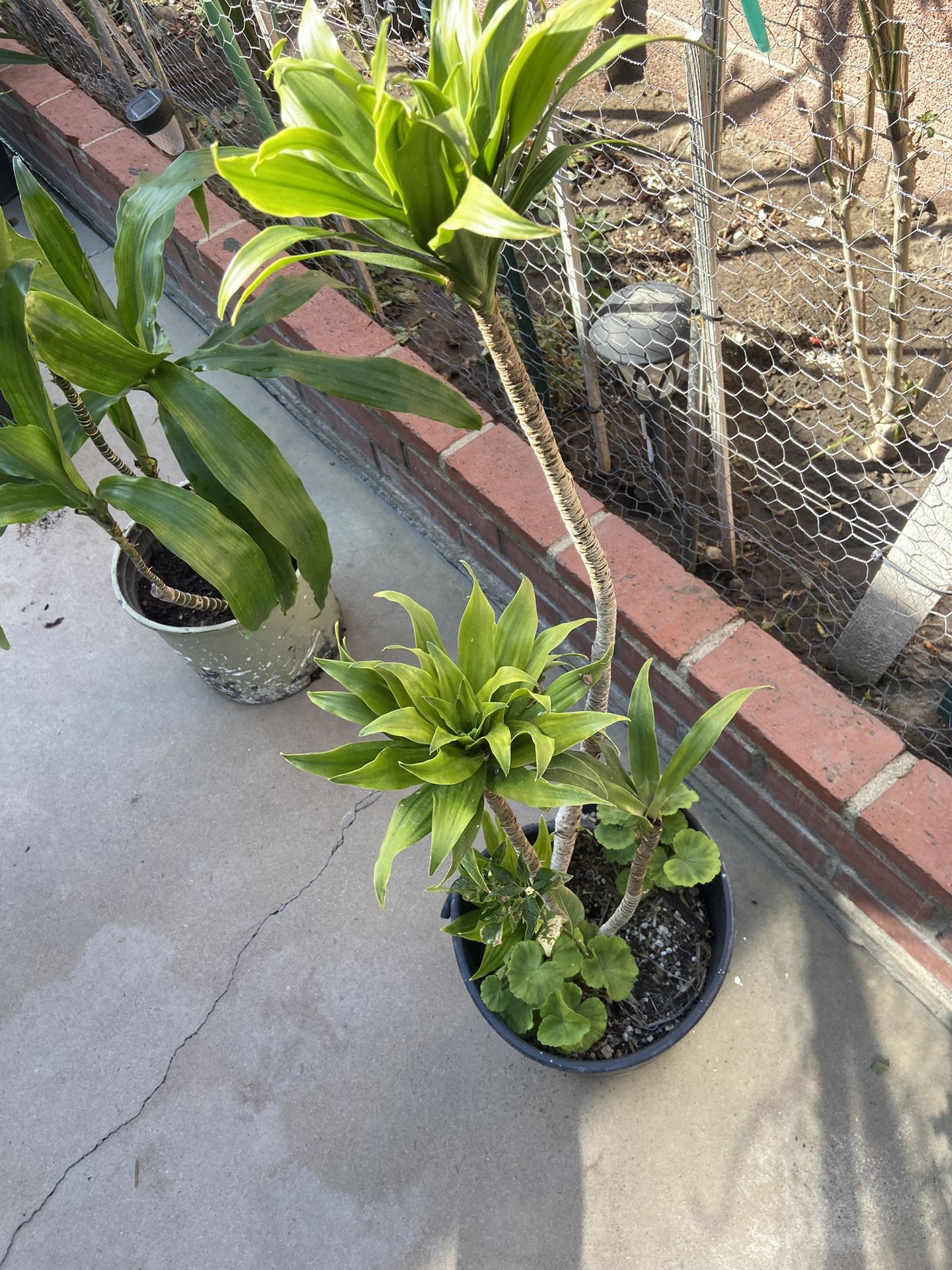 Dumb Cane Plant 10 Gal Pot