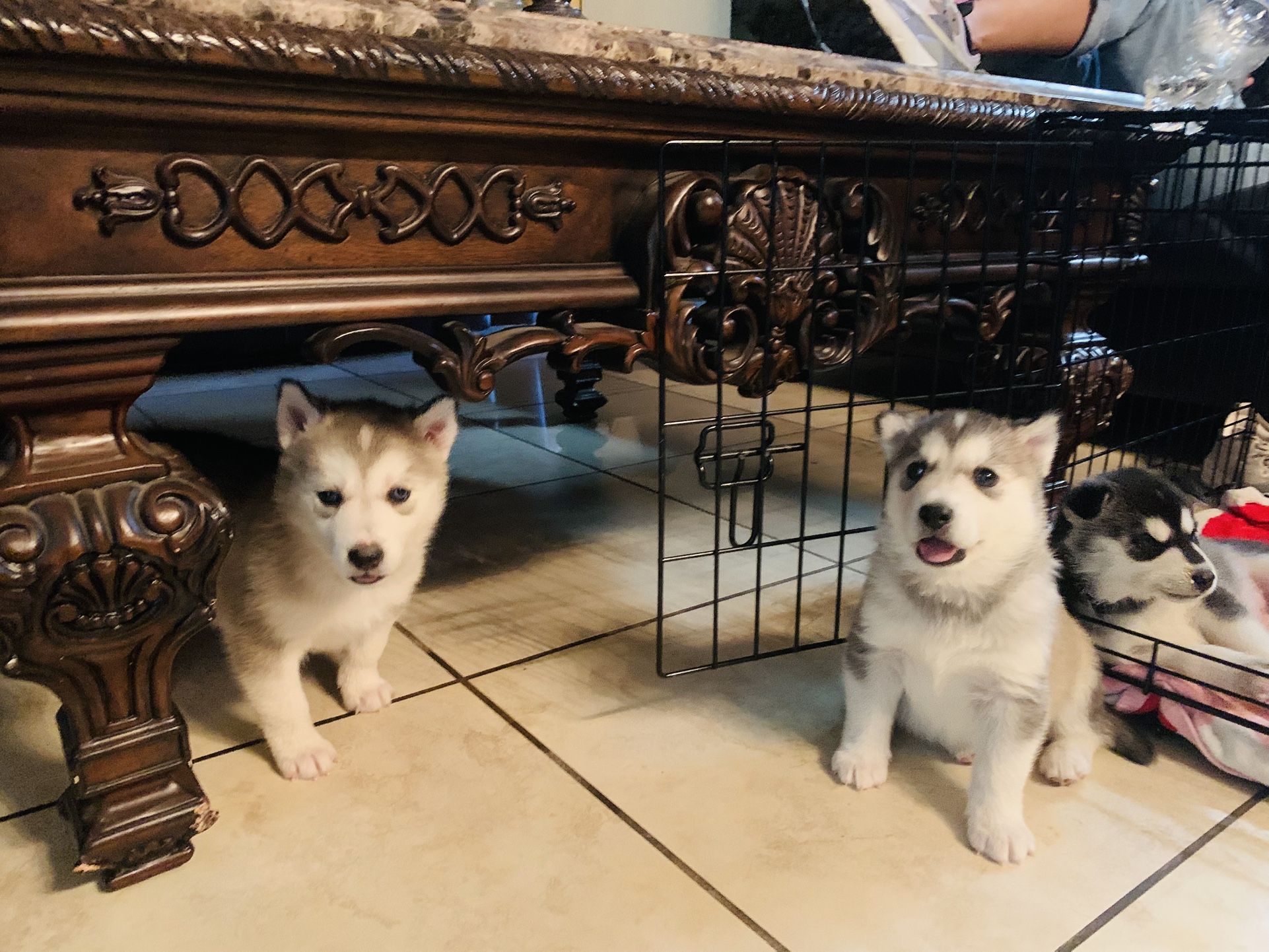 Cage For Pups