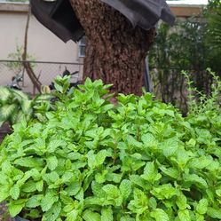 Menta, orégano, hierbabuena,ruda romero en 3 gls pot. SPECIAL PRICE 🤩