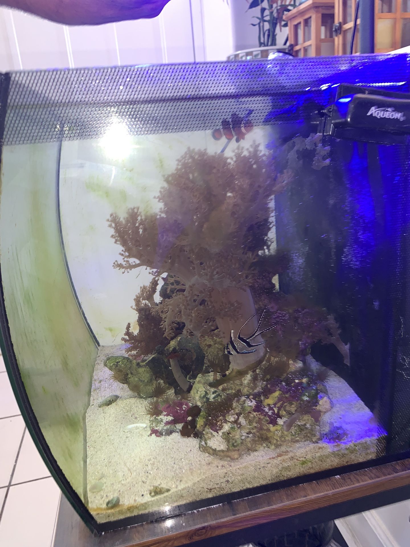 Nano Cube Salt Water Fish Tank