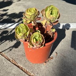 Tree Aeonium 
