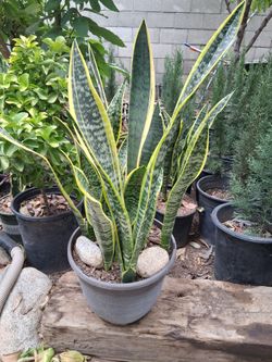 Snake Plants 