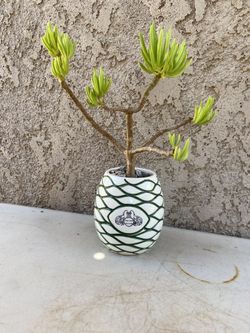 Lemon Bean Bush/Senecio barbertonicus Small Tree