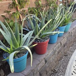 Aloe vera plants.
$25 each one. Firm on price.