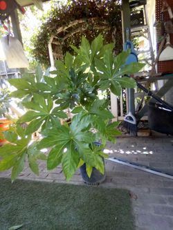 Japanese aralia