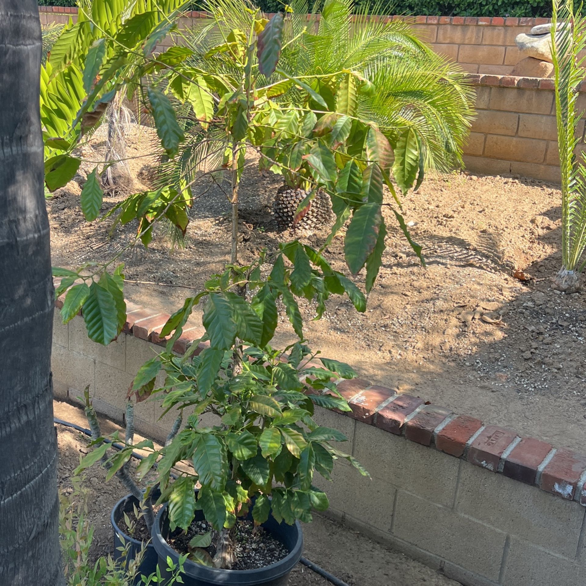 Coffee Plant