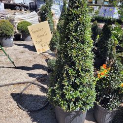 Topiaries (Small)