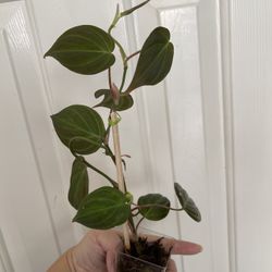 Philodendron Micans Plant 