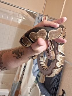 Ball python