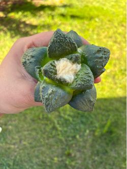 Ariocarpus seed grown beautiful cactus Plant