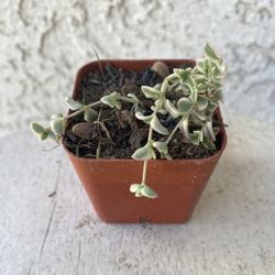  2 Inch Pot Succulent Plant - Rare Sedum Little Missy - Rooted & Established - Drought Resistant 🪴 Great Baby Shower or Wedding Favors 