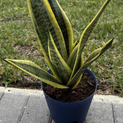 Snake Plant Sansevierias