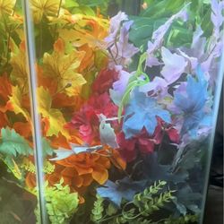 20 gallon fish tank