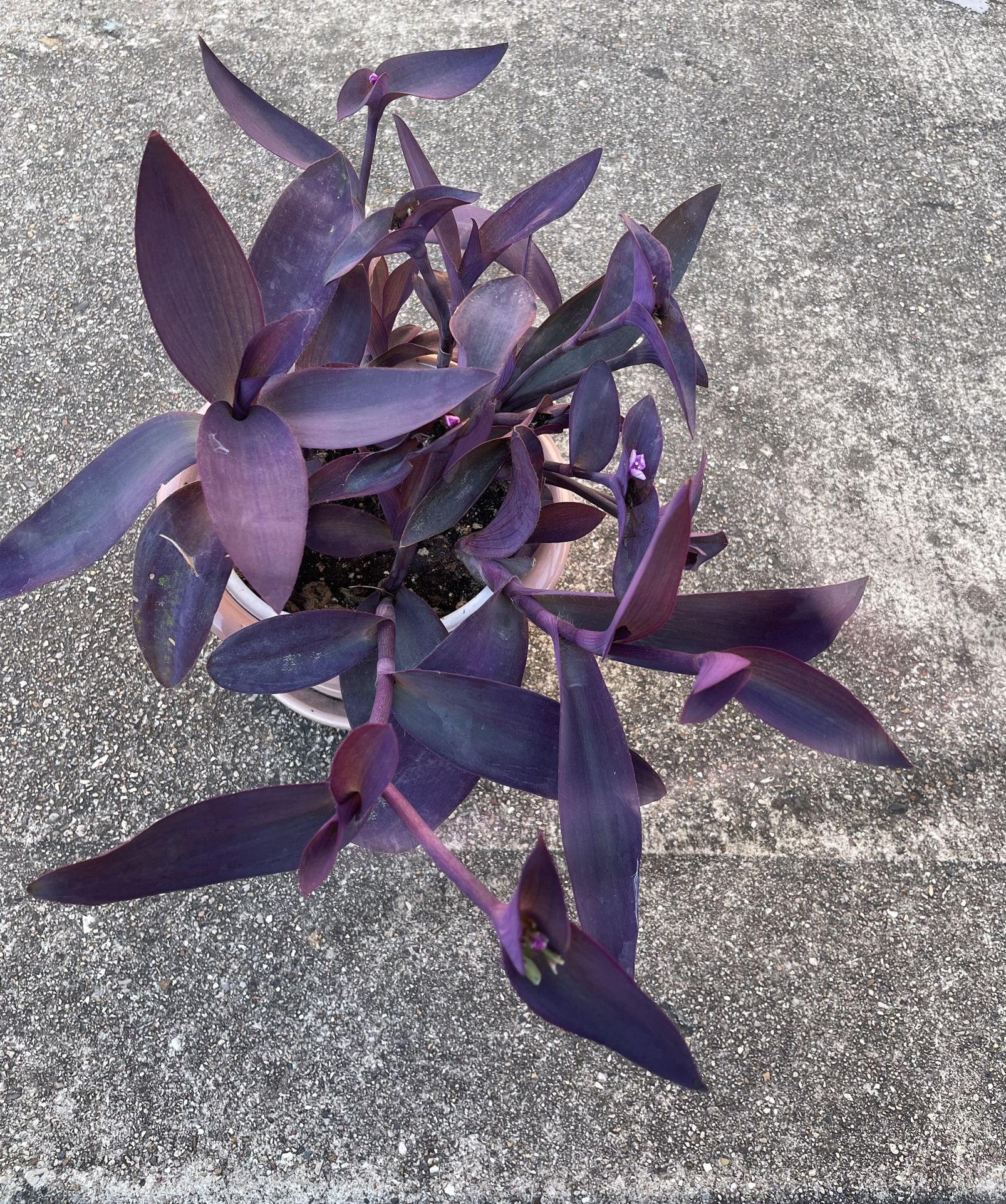 Purple Heart Wandering Jew  Pallida Purpurea Cactus Succulents 4"-6" long