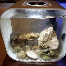 biOrb Aquarium – 11 Gallon Modern Designer Fish Tank