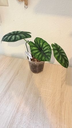 Alocasia dragon scale