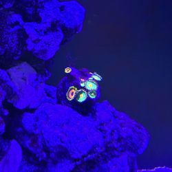 Zoanthid frag Coral Reef Aquarium 