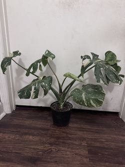 Monstera Thai Constellation