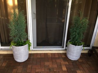 Pair of Patio/ Entrance Planters - Cedar