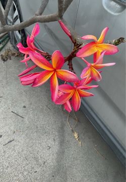 Kauka Wilder Plumeria Large cuttings. These are large instant trees. Starting at $30 and up. Have others smaller also There are 3 different in these p