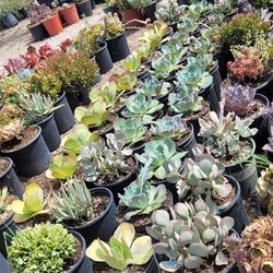 Echeveria & Succulent 