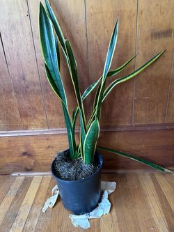 Plants for Sale! Moving sale. Pick up ASAP in Brookline.