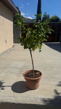 Meyer lemon tree 3 ft tall