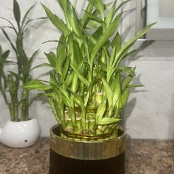 Beautiful Plant 🌱 Plantas Bamboo 