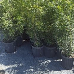 3 Gallons Overgrown Podocarpus - Healthy and Fast Growing