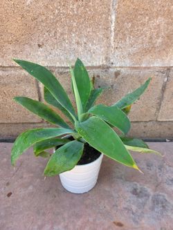 Foxtail Agave Plant