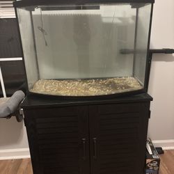 Fish Tank / Set Up