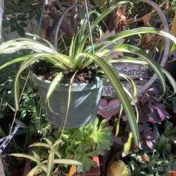 Spider Plant  In Hanging Basket.