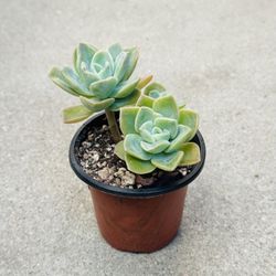 Succulents plants 🪴