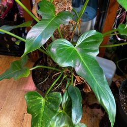 Rare Aroid Philodendron Golden Dragon Plant/ Indoor Plant/ House Plant Flower Patio Garden 