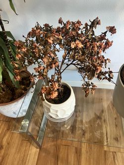 White decorative planter with dried flowering plant