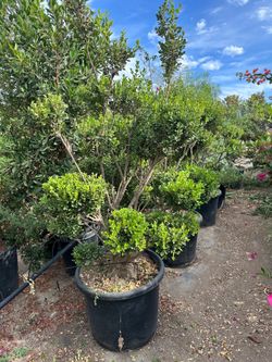 Japanese boxwood topiary bonsai