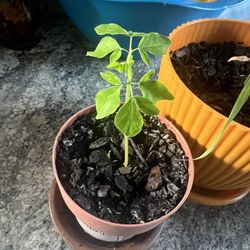 Moringa Seedling