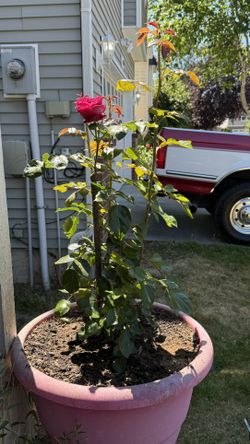 Large blooming Red Eden Climber Rose