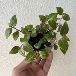 Tradescantia Rainbow 