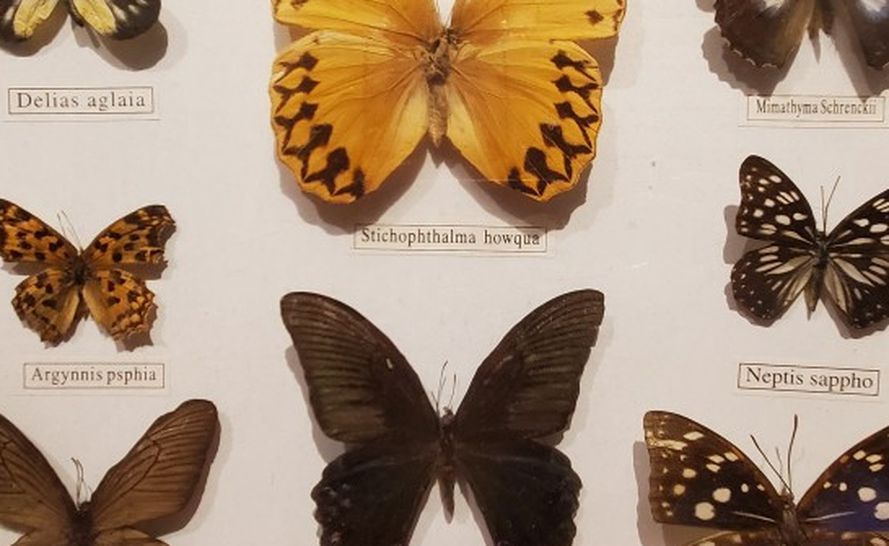 8 Taxidermy REAL Framed Butterflies