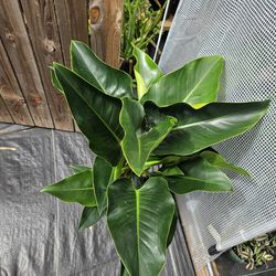 Philodendron Green Congo 3 gallons pot live plants