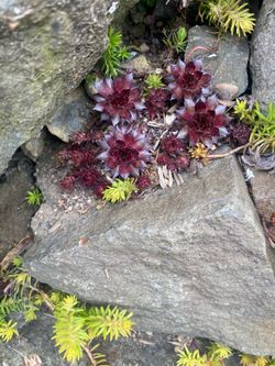 Succulents and rock plants
